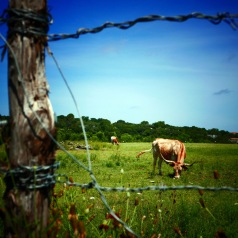 Longhorns and barbedwire