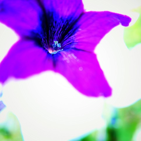 Purple and White Petunia